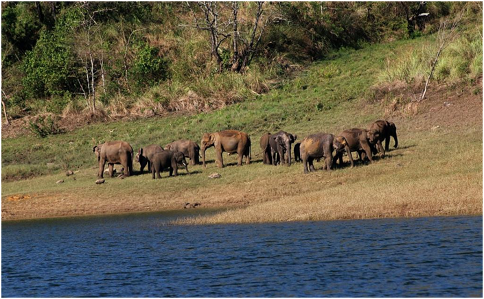 Centre notifies India&rsquo;s 31st elephant reserve in Tamil Nadu (GS Paper 3, Environment)
