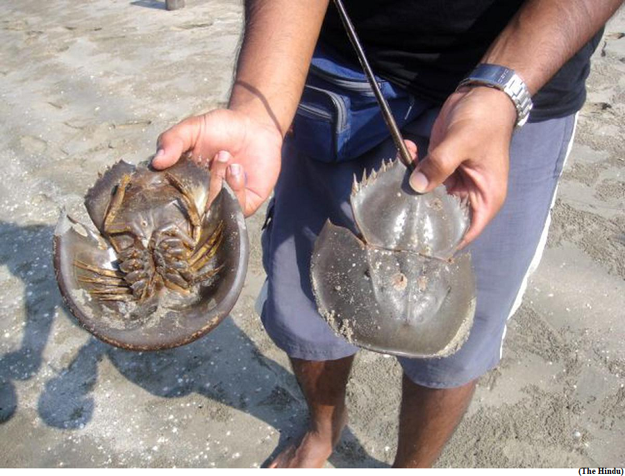 Horseshoe crabs disappearing off Odisha&rsquo;s coast (GS Paper 3, Environment)