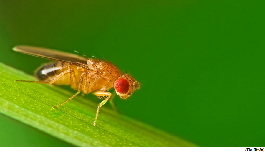Scientists are using fruit flies to find clues to Huntington&rsquo;s disease (GS Paper 2, Health)
