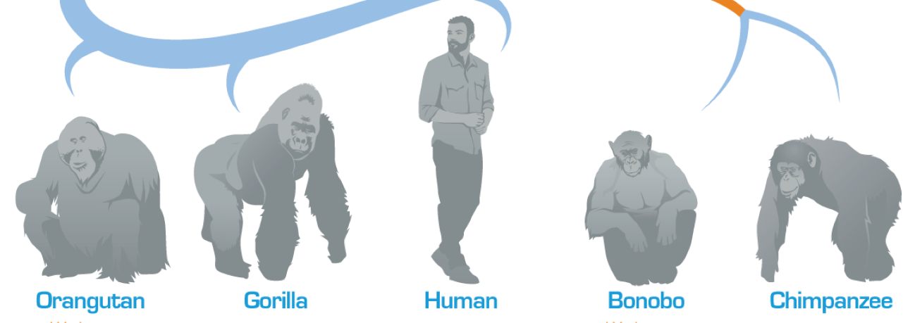 Study Uncovers Swift Evolution of Y Chromosome in Apes (GS Paper 3, Science)