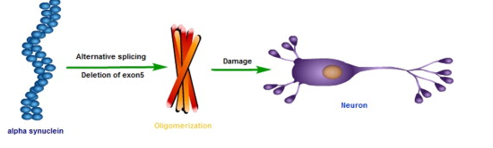 Understanding the Role of SNCA Protein in Parkinson&rsquo;s Disease (GS Paper 3, Health)