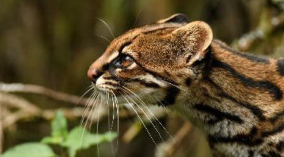 Clouded Tiger Cat: A New Species Discovered in Brazil&rsquo;s Rainforests (Paper 3, Environment & Ecology)