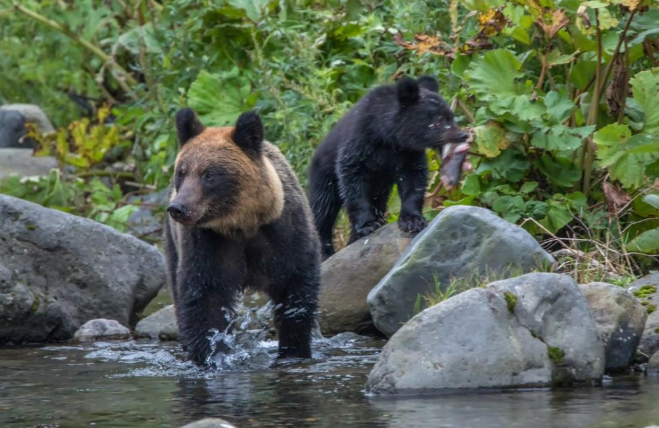 Hokkaido, Japan&rsquo;s &lsquo;Garden of the Gods&rsquo;, is warming (GS Paper 3, Environment)