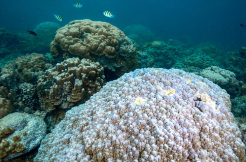 Indian Ocean is heating up much faster than we think, at a rate of 1.7-3.8&deg;C per century (GS Paper 3, Environment)