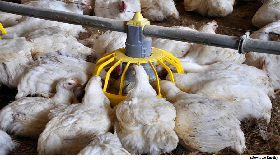 FAO publishes first national report on AMR surveillance in India&rsquo;s fisheries, livestock sectors (GS Paper 3, Economy)