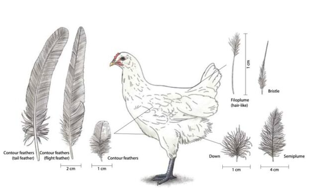 Navigating Challenges in the Indian Poultry Sector (GS Paper 3, Economy)
